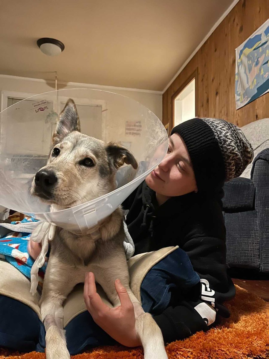 dog_rates's tweet photo. This is Koda. She was hit by a car last week. Had some internal bleeding, but is doing much better now. Only a little pupset she can’t play while she heals. We’ve covered the remaining cost of her care. Please consider getting pet health insurance. It’s best to be puppared. 13/10 https://t.co/q08bWZn0QM