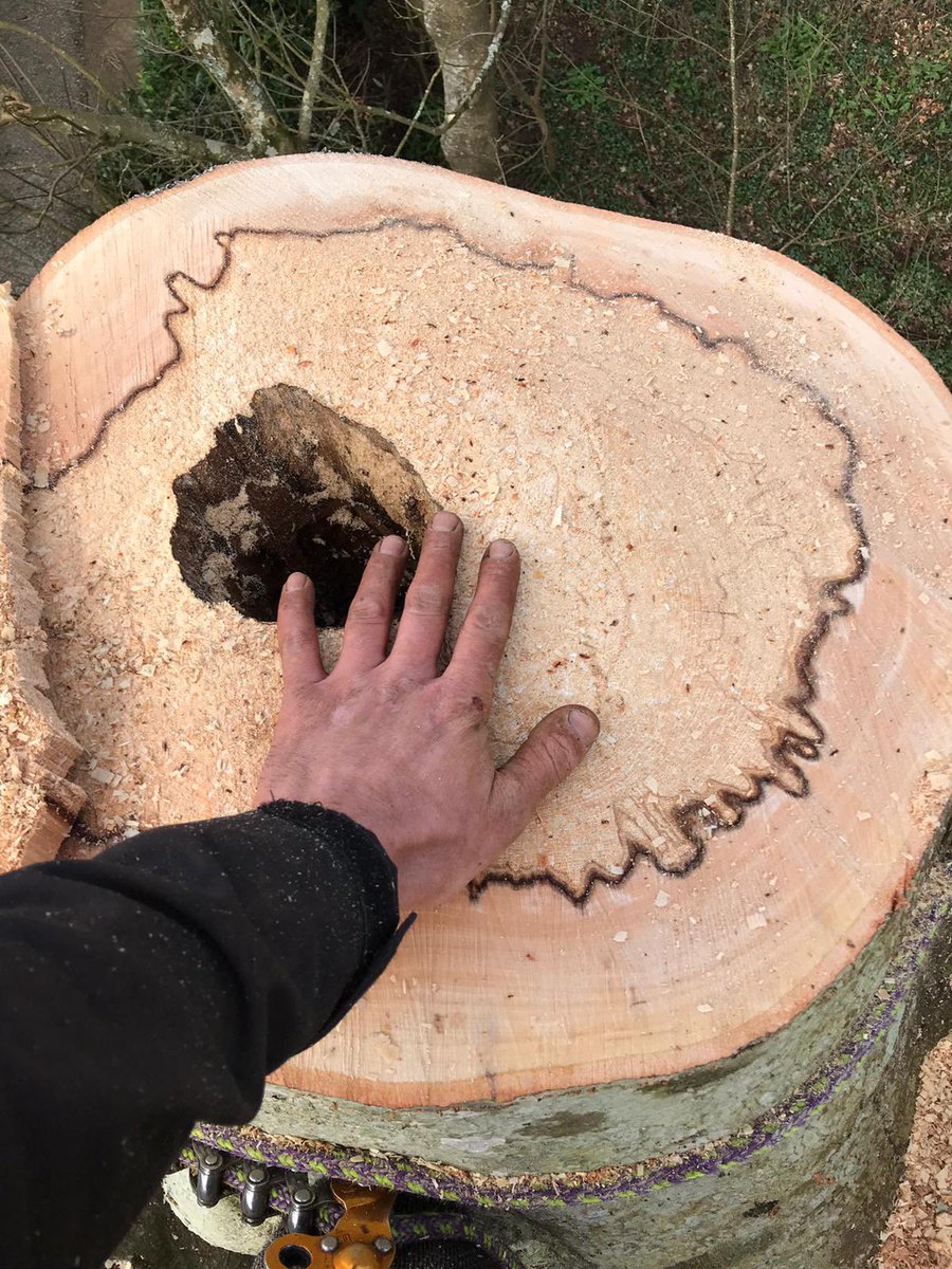 CHTreeSurgery1 tweet picture