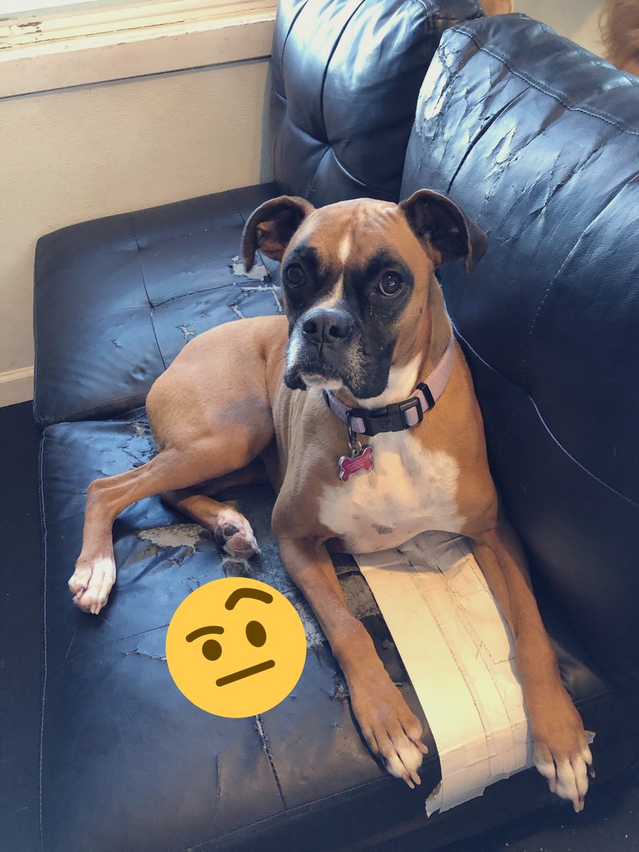 HappyPawsDC's tweet photo. Ok, real talk: how many treats we looking at? #dogsoftwitter #HappyPaws #tenleytowndc https://t.co/j8hFkDKN0t