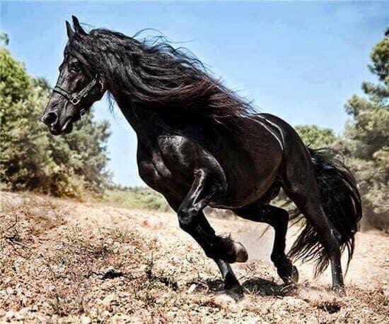 Про черного коня. Мустанг конь. Лошадь породы Мустанг. Лошадь породы Мустанг иноходец. Вороной Мустанг иноходец.