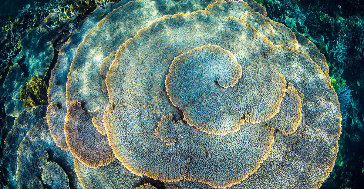ASU_GDCS's tweet photo. The @AllenCoralAtlas galvanizes groundbreaking science, technology, &amp; advocacy to give #corals a fighting chance against #climatechange. Here are 3 ways we're protecting corals this year: https://t.co/LZpJ08yjQ4 https://t.co/p0SGNREco3