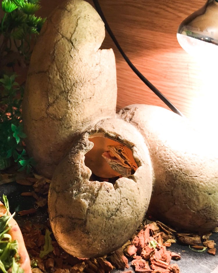 CraftyPinata's tweet image. Honestly I thought I could explain myself-.. I can’t. But anyway here’s... No name.. I’ve had him a while now ahaha. But ...Hold on while I make another poll. 😭 Last one, honest..😅😂 This is why I shouldn’t have money. ..But I do. So. Lizards. 👀