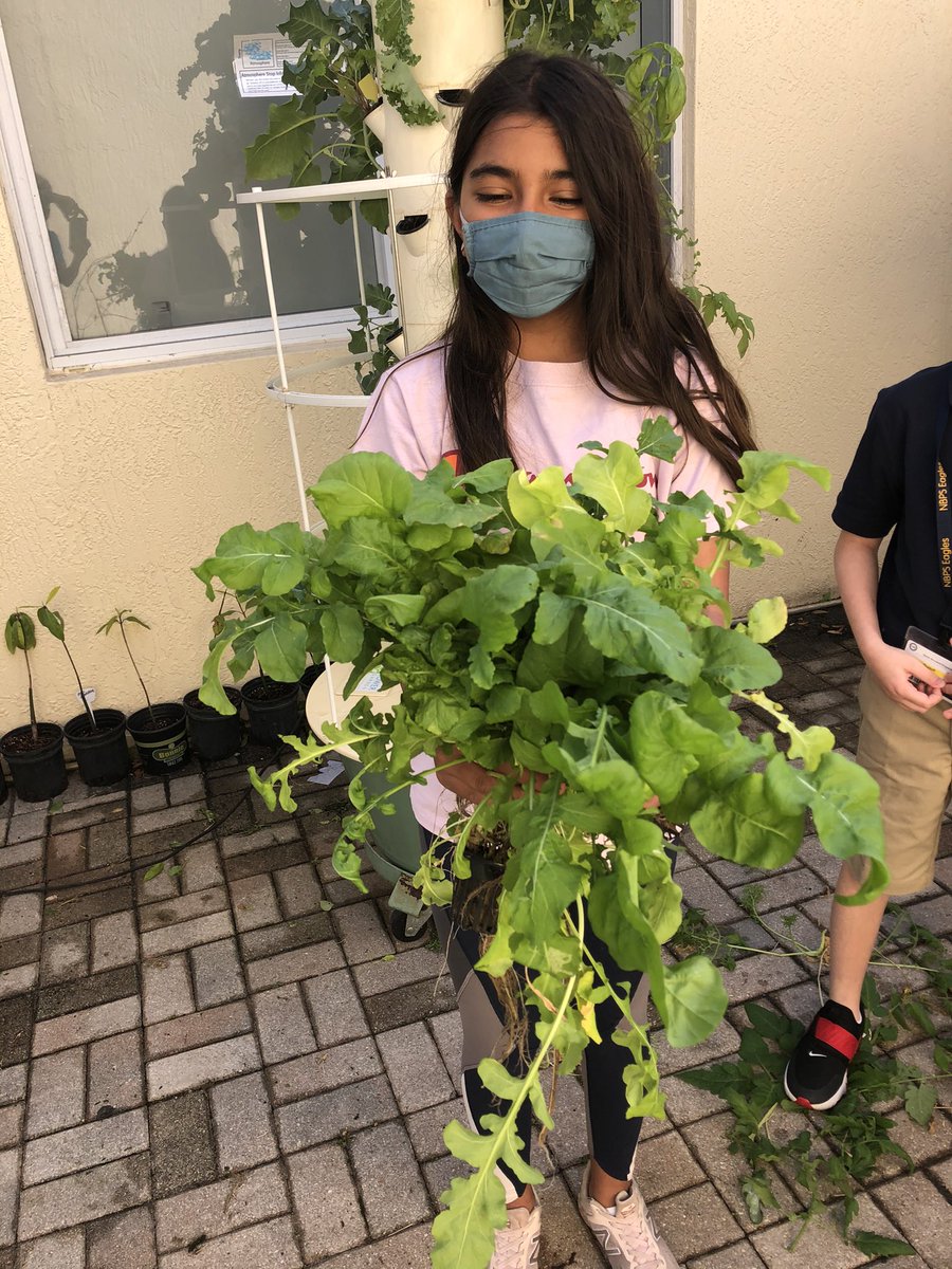 Hope Kennedy 🌎 (@vhopekennedy) on Twitter photo Harvest day today. I hope our school cafeteria <a href="/FlikISDining/">FLIK Independent School Dining</a> can use some of this arugula and spicy salad mix. <a href="/NBGreenFoot/">MyGreenFootprint</a> <a href="/MangroveMiracle/">Mangrove Miracles</a> <a href="/FoodMilesMatter/">Food Miles Matter 🌱</a> <a href="/NBPSEagles/">North Broward Prep</a> <a href="/NbpsChristina/">ChristinawithFlik</a> <a href="/DianeMStevens2/">Diane M Stevens</a> <a href="/TowerGarden/">Tower Garden</a> Harvest day today. I hope our school cafeteria <a href="/FlikISDining/">FLIK Independent School Dining</a> can use some of this arugula and spicy salad mix. <a href="/NBGreenFoot/">MyGreenFootprint</a> <a href="/MangroveMiracle/">Mangrove Miracles</a> <a href="/FoodMilesMatter/">Food Miles Matter 🌱</a> <a href="/NBPSEagles/">North Broward Prep</a> <a href="/NbpsChristina/">ChristinawithFlik</a> <a href="/DianeMStevens2/">Diane M Stevens</a> <a href="/TowerGarden/">Tower Garden</a>