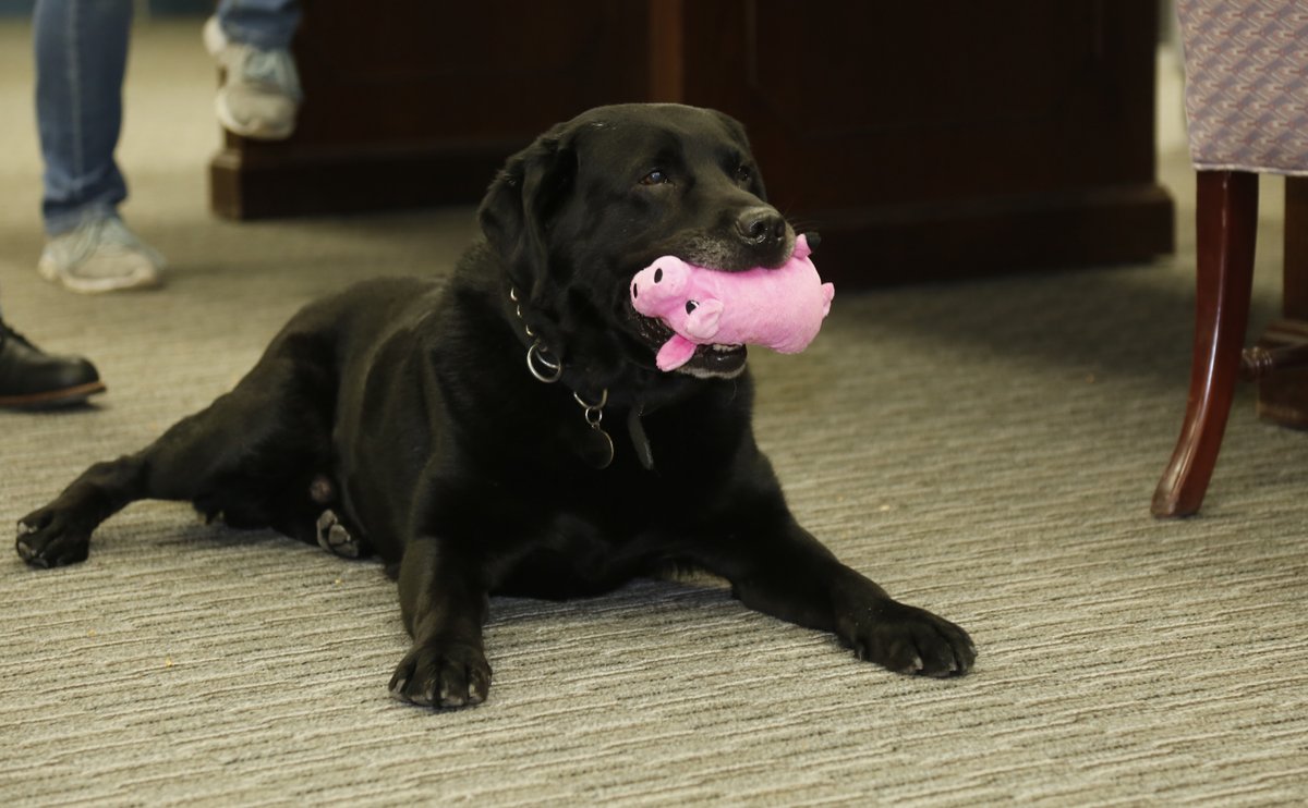 kcpolice's tweet photo. Happy tails to K9 Bennett, who retired today after 8+ years of service sniffing out drugs. In his career, he's found nearly 85 lbs. of meth, 32 lbs. of cocaine, 1.4 lbs. of heroin, 1.1 gallons of PCP &amp; $436K in cash. He's going to live w/ his detective partner in retirement. https://t.co/AI7tyxffGe
