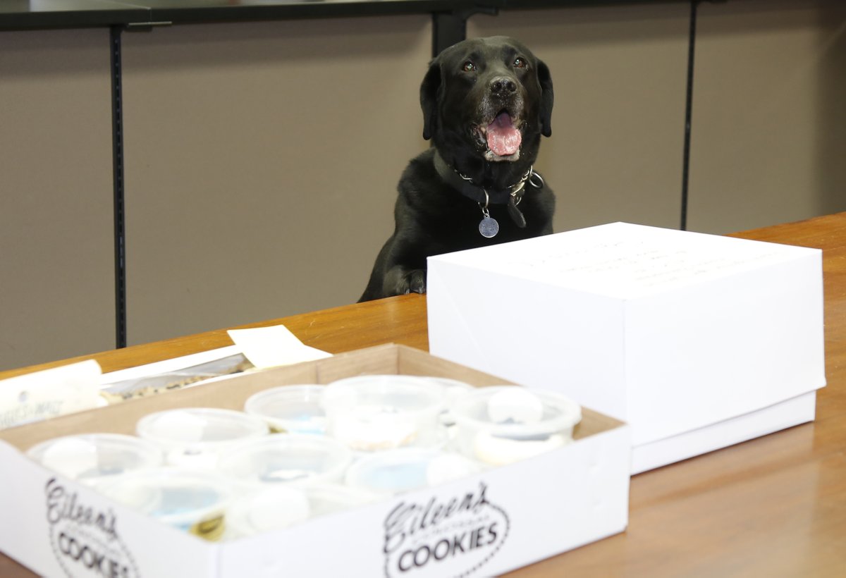 kcpolice's tweet photo. Happy tails to K9 Bennett, who retired today after 8+ years of service sniffing out drugs. In his career, he's found nearly 85 lbs. of meth, 32 lbs. of cocaine, 1.4 lbs. of heroin, 1.1 gallons of PCP &amp; $436K in cash. He's going to live w/ his detective partner in retirement. https://t.co/AI7tyxffGe