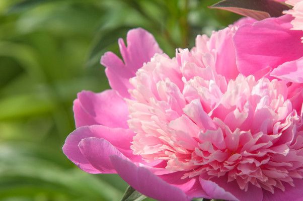 Lovegreen Ecストアオープンしました 2月6日の誕生花 シャクヤク 芍薬 T Co Mdnrpxhvvd 2月6日の誕生花はシャクヤク 芍薬 花言葉は はじらい 慎ましさ です