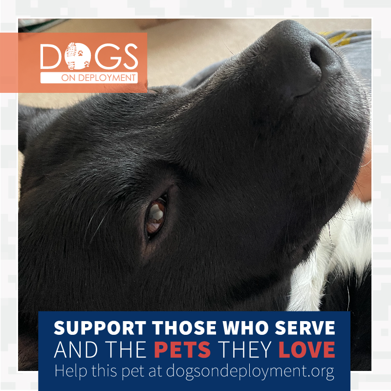 DogsonDeploymnt's tweet photo. Any #DoDBoarders near Davenport, IA? Jason's #NationalGuard #mom is being deployed 2/10/21 - 2/20/22. If you can help them log on & register at https://t.co/N7hwgFouqH
#DogsonDeployment #DODMission #Love #Fund #Board
#DoDPetInNeed #DoDFoster #Davenport #IOWA https://t.co/Jdh2SBewsZ