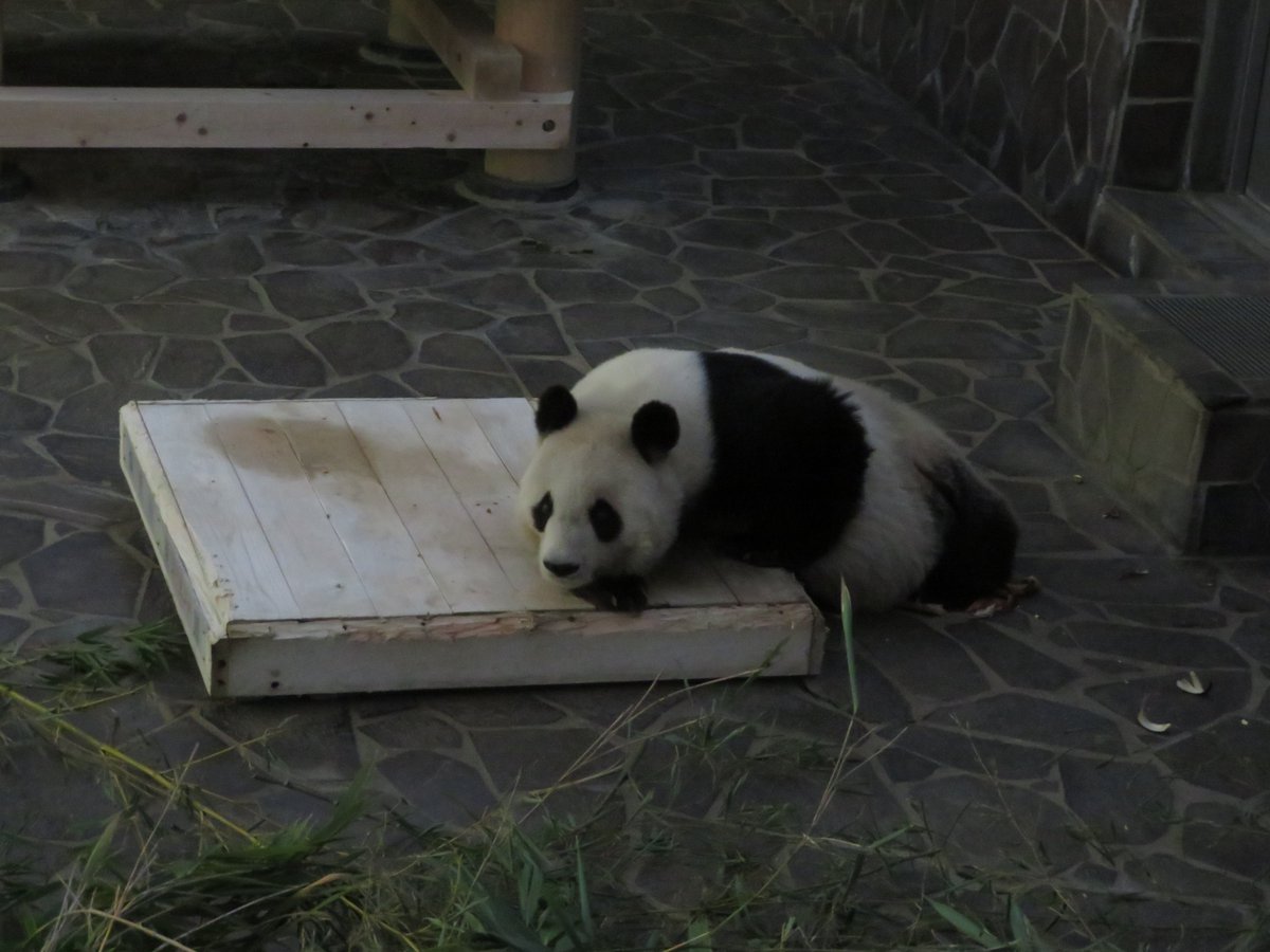 ジッちゃん W まどろみタンタンおはよー W ノ 可愛すぎるー パンダと人間は何が違うのだ 笹を食べるか食べないかくらいじゃないかな