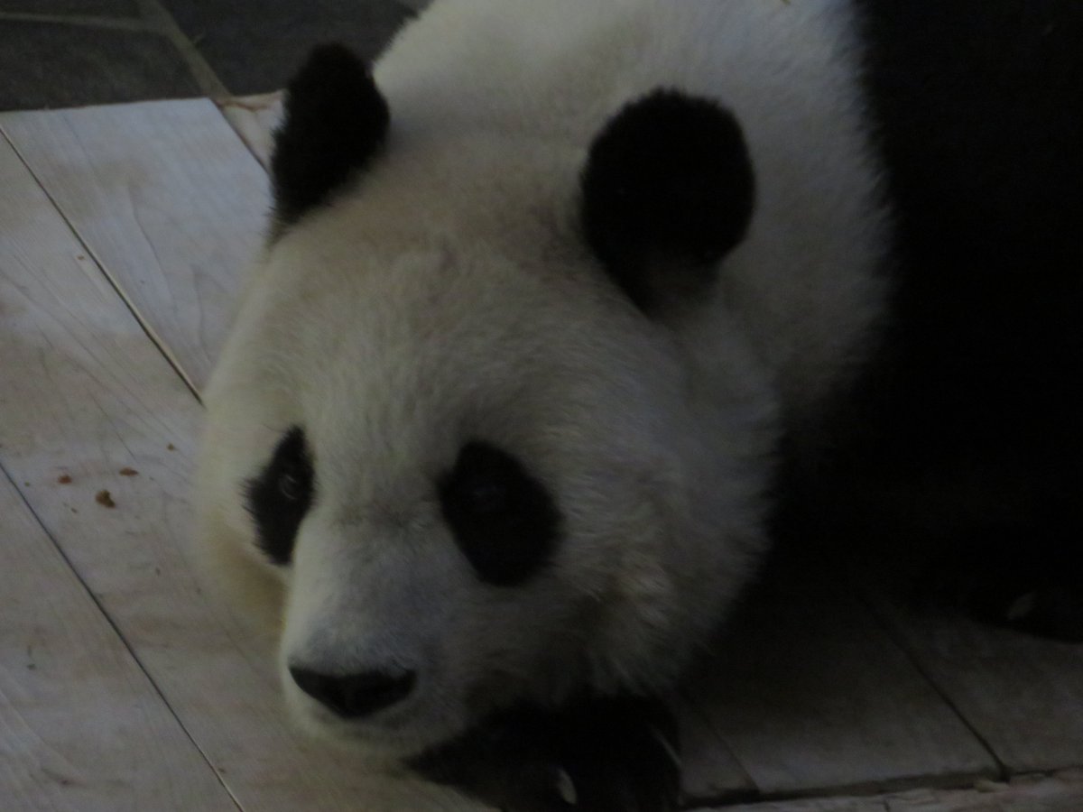ジッちゃん W まどろみタンタンおはよー W ノ 可愛すぎるー パンダと人間は何が違うのだ 笹を食べるか食べないかくらいじゃないかな