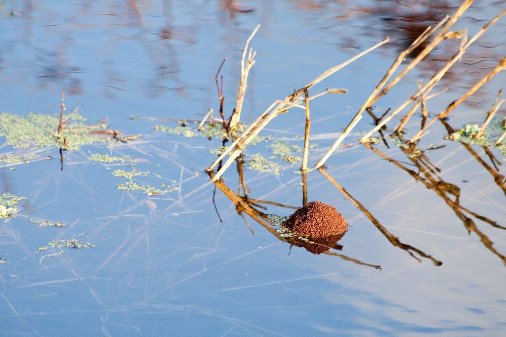 ZoeconCentralLS's tweet photo. Fast #fact #Friday! Heavy rainfall doesn't eliminate the threat of #fireants. They will still inject their venomous stingers into a victim if disturbed while floating. #Zoecon https://t.co/UwhycL9QP8