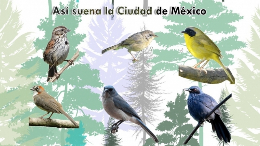 SEDEMA_CDMX's tweet photo. Dale ♥️ ME GUSTA si ya escuchaste a las aves endémicas de nuestra Ciudad y 🔃 RT para que más personas las escuchen

👉 https://t.co/JS5QnJvp4J 👈 https://t.co/iHJrT4cNnD