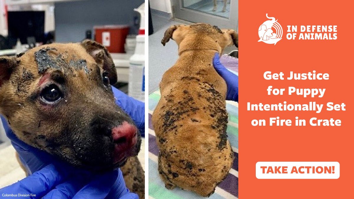 A #puppy trapped in a crate and set on fire in an #Ohio park is lucky to be alive. Demand her abuser be held accountable for his horrific act of cruelty #Justice4Korra. bit.ly/3cLNNfy