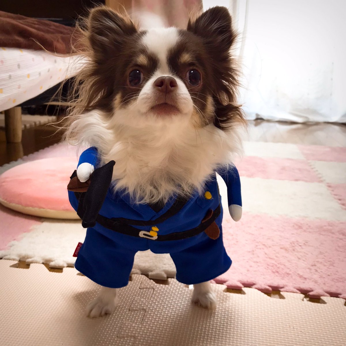 いぬのおまわりさん Twitter Search