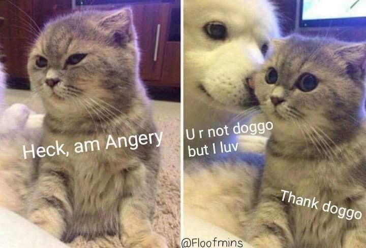 Angry as Heck Cat Meme