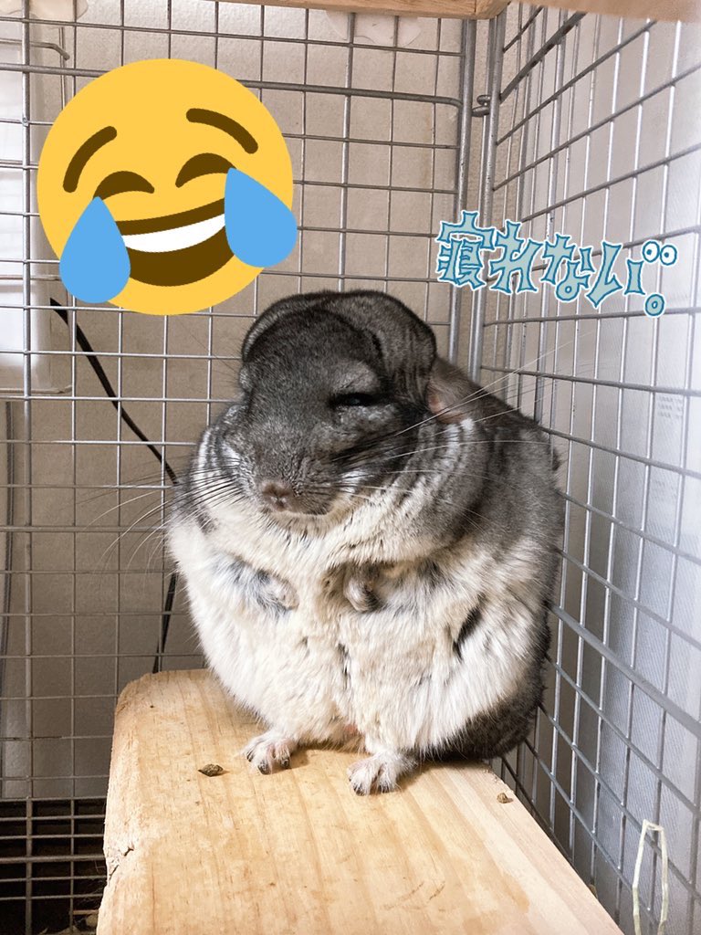 Tsuyoshi Latte おはよう御座います うさぎの様なネズミ ビスカッチャ 可愛すぎる ゝ T Co Nqyr2lg7ut Twitter Tsuyoshi Latte おはよう御座います うさぎの様なネズミ ビスカッチャ 可愛すぎる ゝ T Co Nqyr2lg7ut Twitter