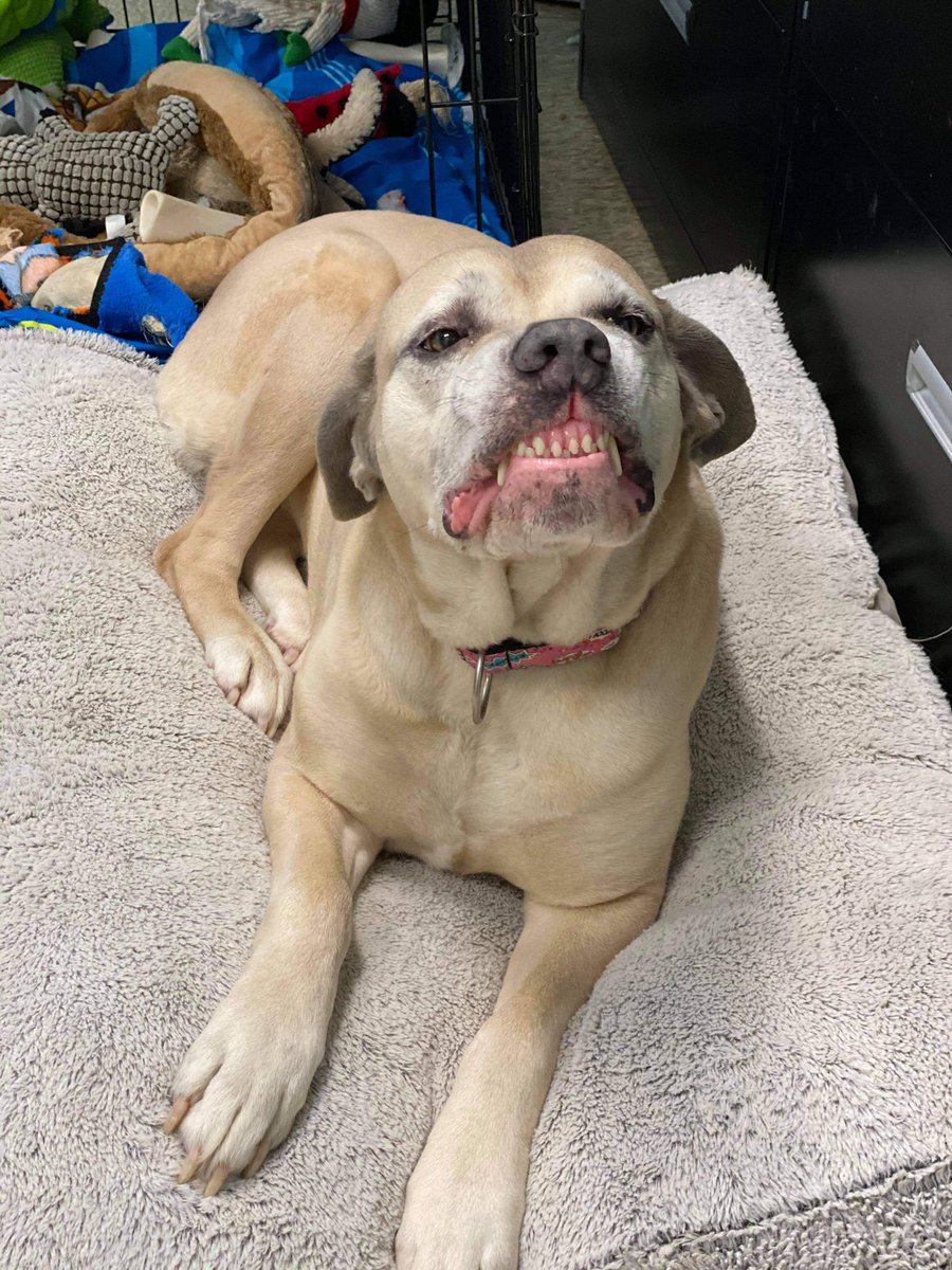 adopt_sunny's tweet image. Smile it’s the weekend😊Sunny is a 6 year old Cane Corso looking for her forever home! She would prefer a quiet adult only home, as the only pet. Town of Brookhaven Animal Shelter, Yaphank NY 631 451-6950 @humorandanimals @darth #adoptdontshop @dogfather