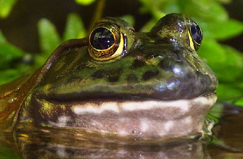 BattaliaSCP's tweet photo. The Frog Cult required a Dio Frog so I delivered https://t.co/rak52u5FHP