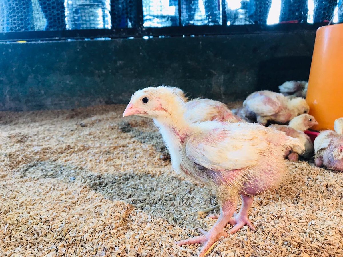 Cheesequeen324's tweet image. After 10 days ..උන් කැතයි දැන්😌🐥  #broilerproject