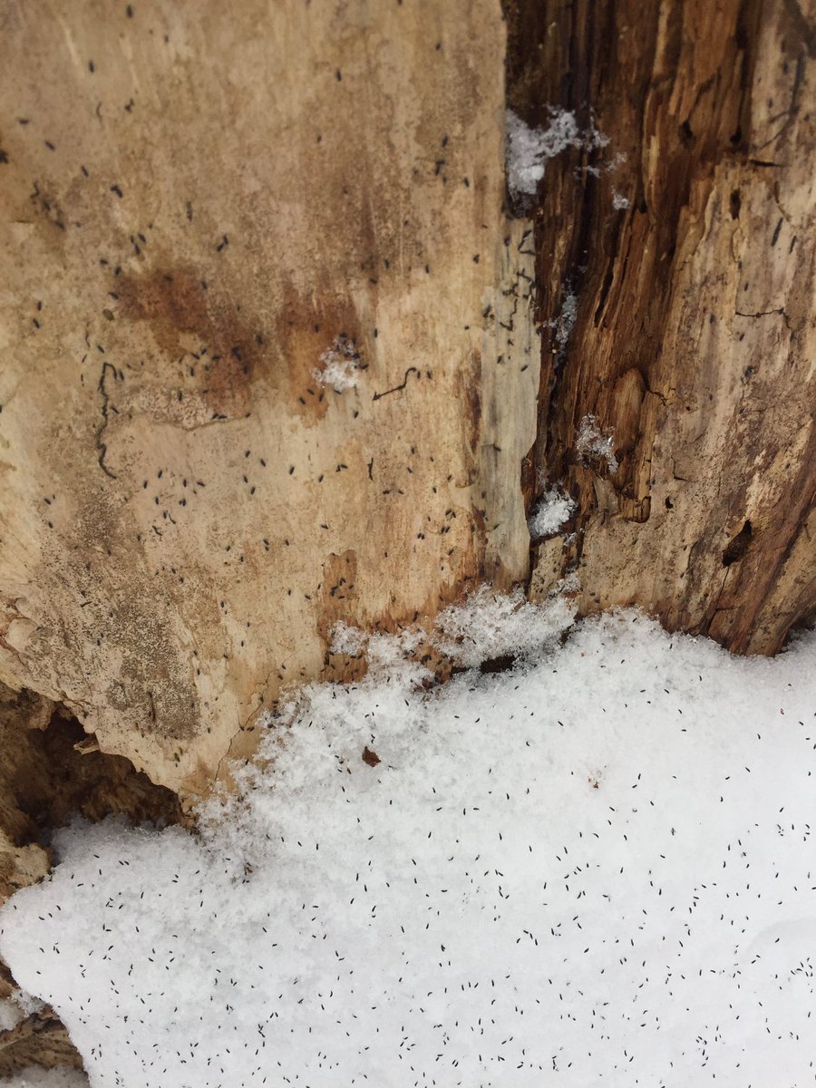 SharkAtaque's tweet photo. @yiddishista @sno_flea look at these winter beauties !!!! https://t.co/RWK5cEaftl