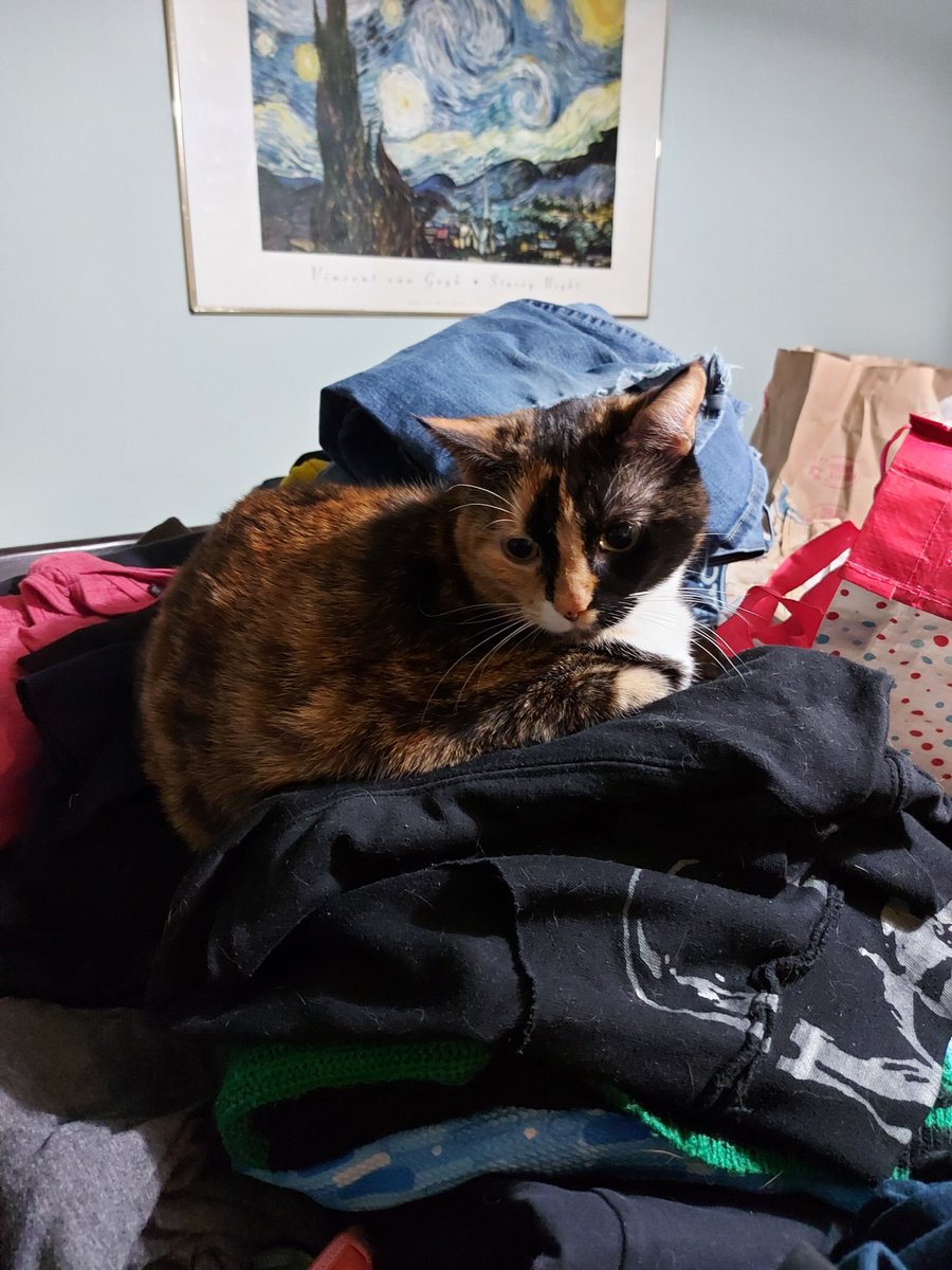 JWinchester83's tweet image. Of all the comfortable places in the apartment that she can lay,  she picks the stack of fresh clean clothes on the kitchen table.  #PetParentProblems