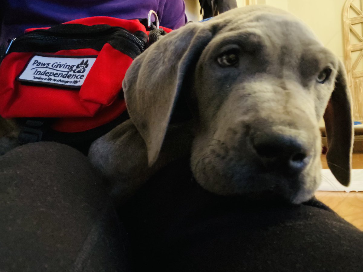 PGIdogs's tweet photo. Meet Apollo!  PGI is excited to welcome a handsome great dane puppy to our team of service dogs in training. 

Thank you to Tuesdi and her family for donating him to our program. We can’t wait to watch him learn and grow! 

#pgidogs #facilitydog #workingdog #givingindependence https://t.co/TISsXLaVuf