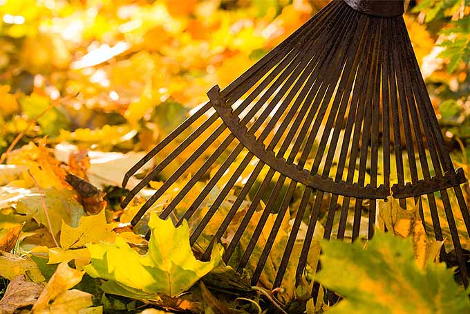 Gardeners_Path_'s tweet photo. Make Raking Leaves a Breeze: 7 of the Best Leaf Rakes Reviewed - is your garden covered in autumn leaves? Check out this guide for top tips, recommendations, and reviews of the best leaf rakes now on Gardener's Path. https://t.co/nmDimDRU4j #fall #autumn #leafrake https://t.co/gGu8PGVick