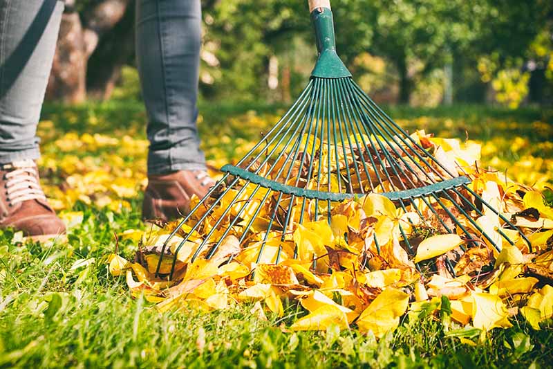 Gardeners_Path_'s tweet photo. Make Raking Leaves a Breeze: 7 of the Best Leaf Rakes Reviewed - is your garden covered in autumn leaves? Check out this guide for top tips, recommendations, and reviews of the best leaf rakes now on Gardener's Path. https://t.co/nmDimDRU4j #fall #autumn #leafrake https://t.co/gGu8PGVick