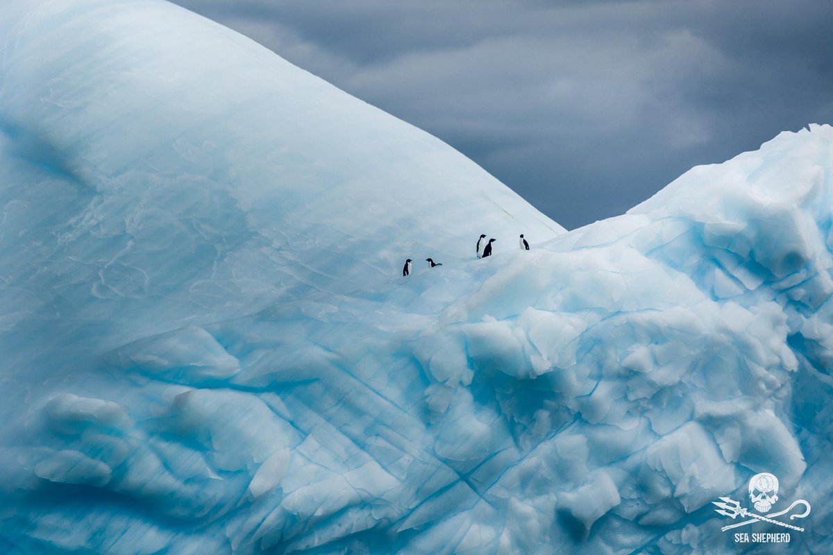 SeaShepherd_Aus tweet picture