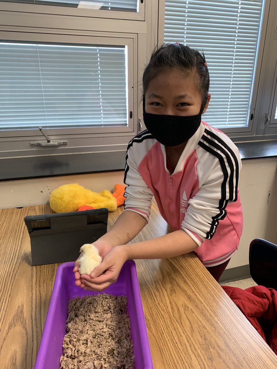 CRath_Science11's tweet photo. Great week at the Wildcat House! Grade 6 was very busy in science. Big shout out to our science fair winners. Here we come MSEF 🙌 #MSEF #Wildcats https://t.co/6N0fCaO53A