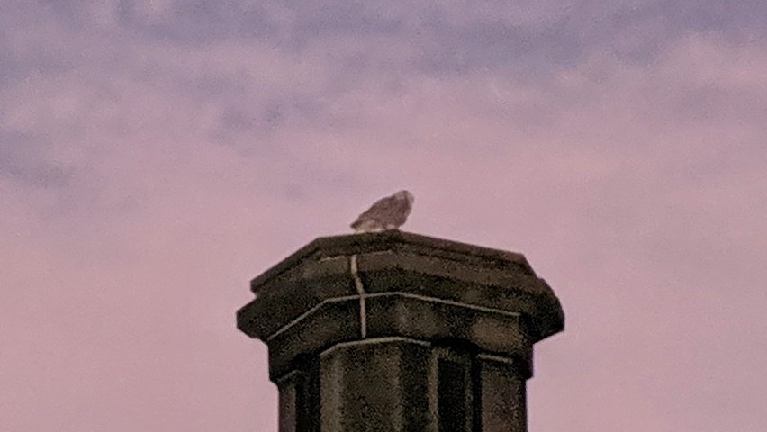 Manhattan Bird Alert tweet media