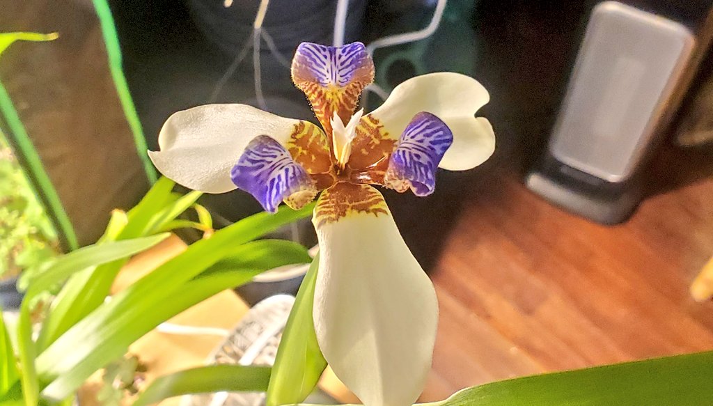 authorhbryant's tweet photo. My #WalkingIris has been fooled into thinking its summer with false light, this is the second bloom this week, 2 more close behind! #beautiful #writinglife #iamanavidgardener #gardening https://t.co/fwpaeauPES