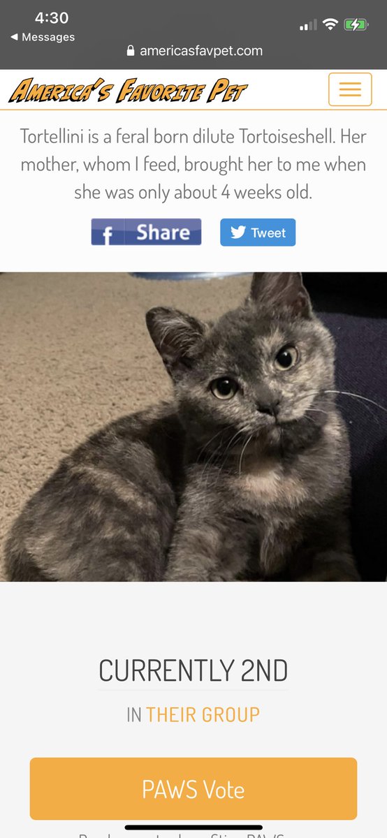 MicheleAdams702's tweet photo. https://t.co/RdQbcR69Vl #tortie #tortitude #rescue #kitten #pleasevote https://t.co/gzboQQG5TO
