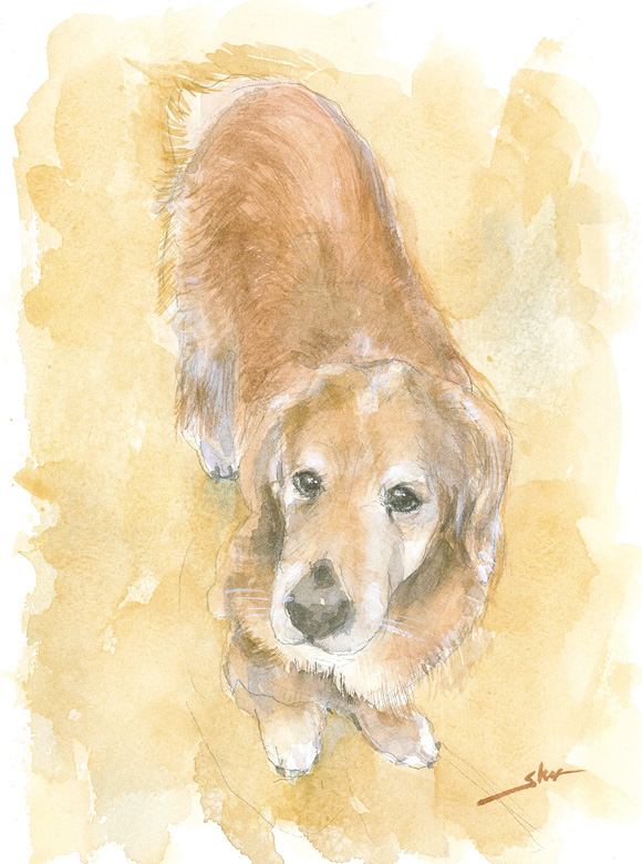 Twoucan ゴールデンレトリバー の注目ツイート イラスト マンガ コスプレ モデル