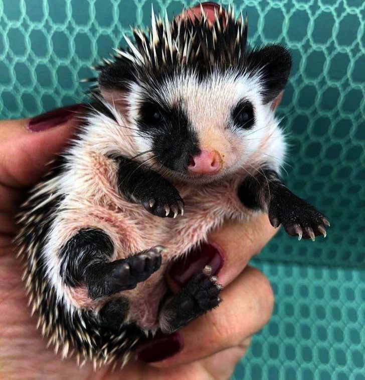 Open this thread for an adorably good time. 