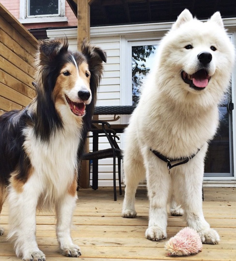 Open this thread for an adorably good time. 