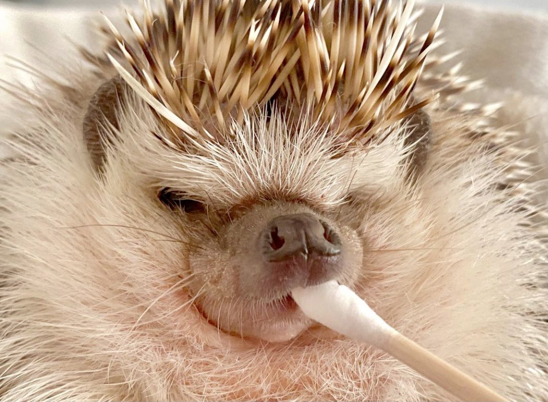 Open this thread for an adorably good time. 