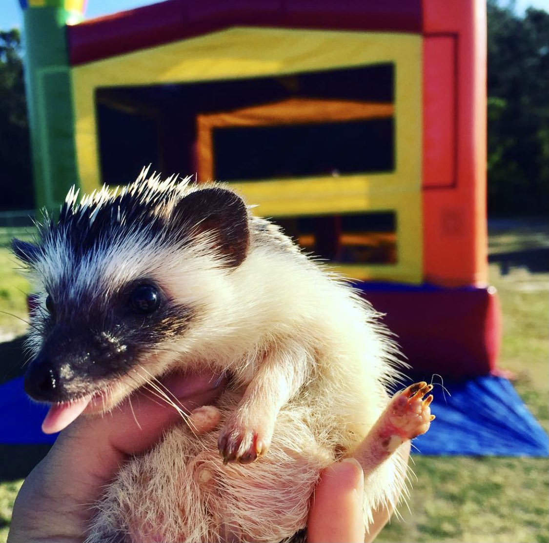 Open this thread for an adorably good time. 