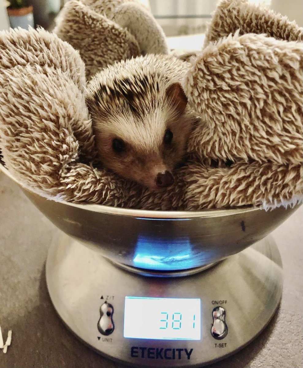 Open this thread for an adorably good time. 