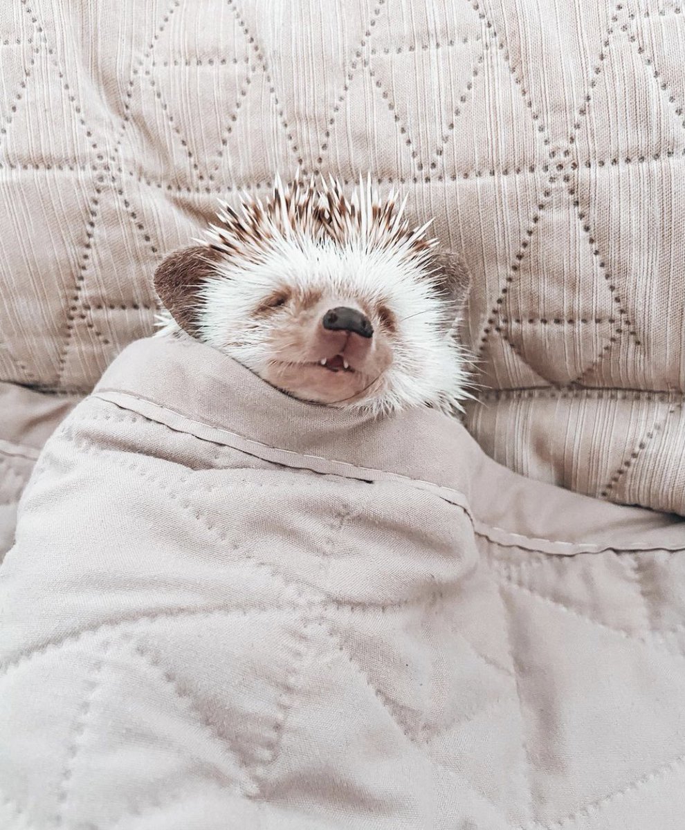 Open this thread for an adorably good time. 