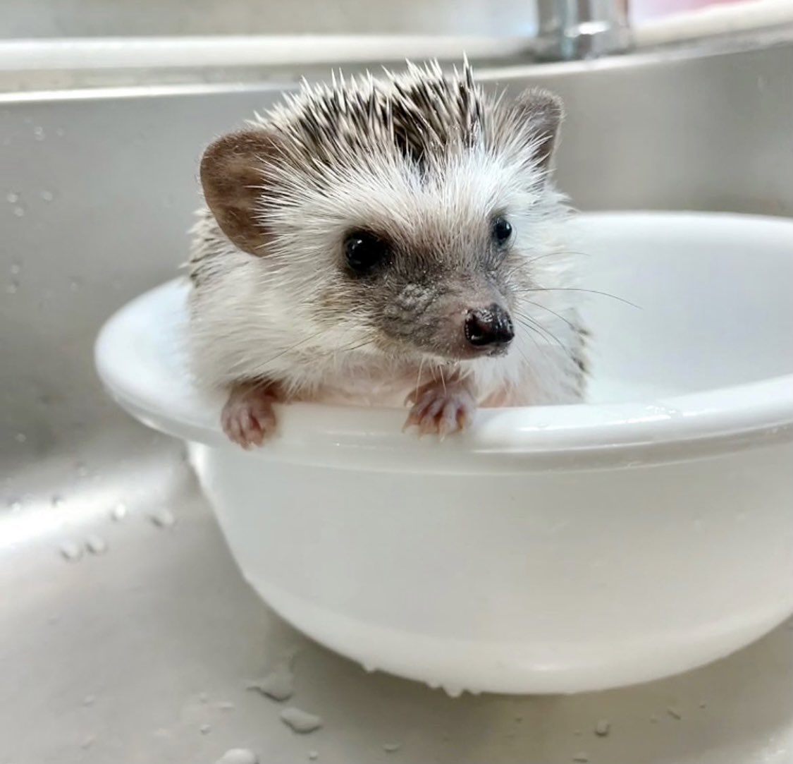 Open this thread for an adorably good time. 