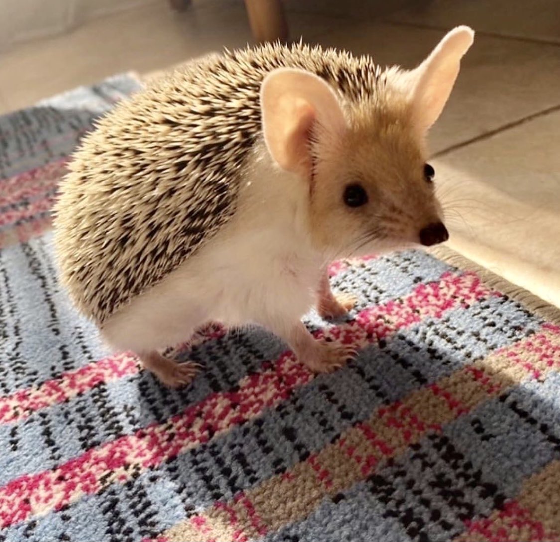 Open this thread for an adorably good time. 