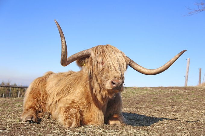 スコティッシュハイランドキャトルのtwitterイラスト検索結果