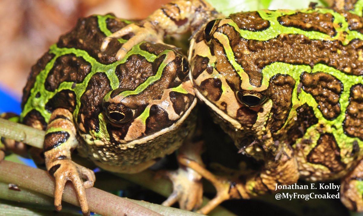 I wanted to learn *how*  #Madagascar escaped  #chytrid exposure & use this knowledge to protect  #frogs from disease in other countries too. But first, I had assume I was wrong & chytrid was already there. Then, I "accidentally" found it:  https://journals.plos.org/plosone/article?id=10.1371/journal.pone.0089660  #WildlifeTrade (4/N)
