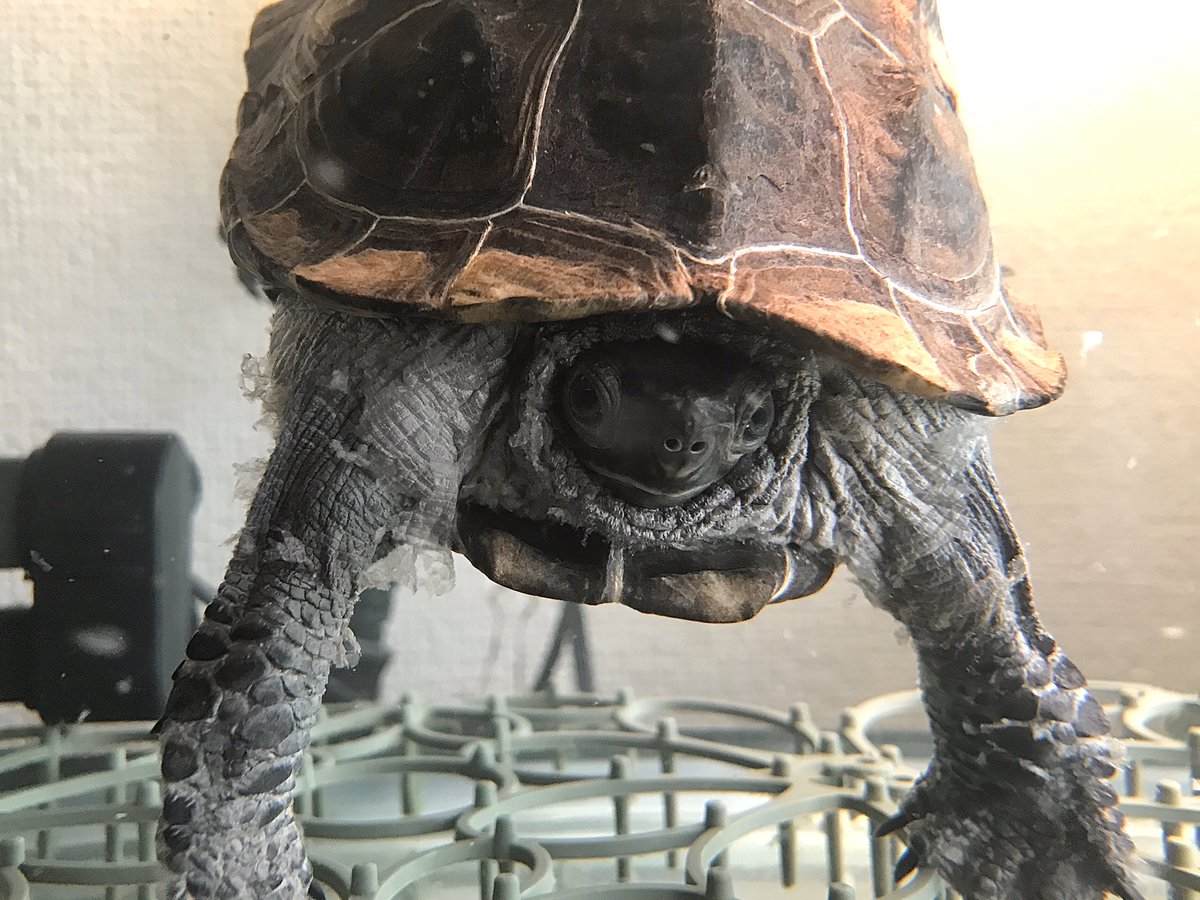 クサガメたわし 甲羅も一枚剥けました 亀 カメ クサガメ 脱皮 クサガメたわし 甲羅も一枚剥けました 亀 カメ クサガメ 脱皮