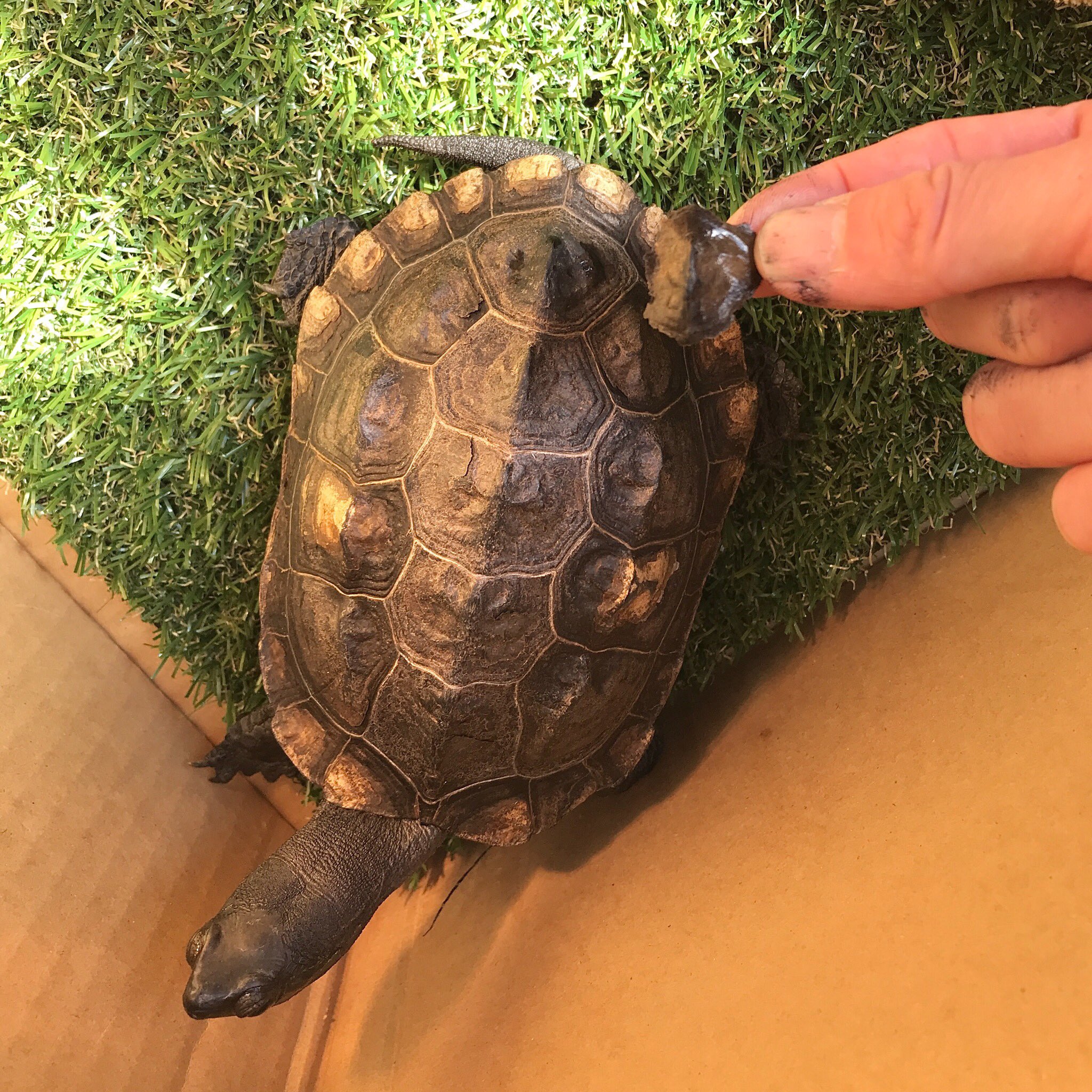 クサガメたわし 甲羅も一枚剥けました 亀 カメ クサガメ 脱皮 クサガメたわし 甲羅も一枚剥けました 亀 カメ クサガメ 脱皮