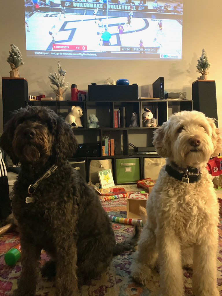 Kiddos are happy <a href="/B1GVolleyball/">Big Ten Volleyball</a> is back! Charlie loves to follow the ball during the rally! #B1GBlockParty #purdue #Minnesota <a href="/GopherVBall/">Minnesota Volleyball</a> <a href="/PurdueVB/">Purdue Volleyball</a>