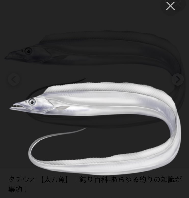 魚たちは 魚群探知機に引っかかりにくい ように進化を遂げたりするのだろうか 既にそういう例があるらしい Togetter
