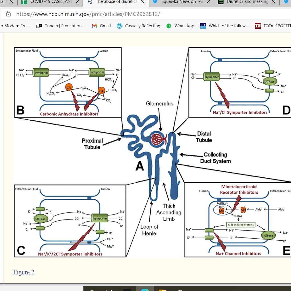 Diuretics work in different ways & different parts of the kidney; but main function is to increase rate of urine flow & adjust volume & composition of body fluids or eliminate excess fluid from tissues. (here's a detailed image of the kidney nephron, kama you're interested)