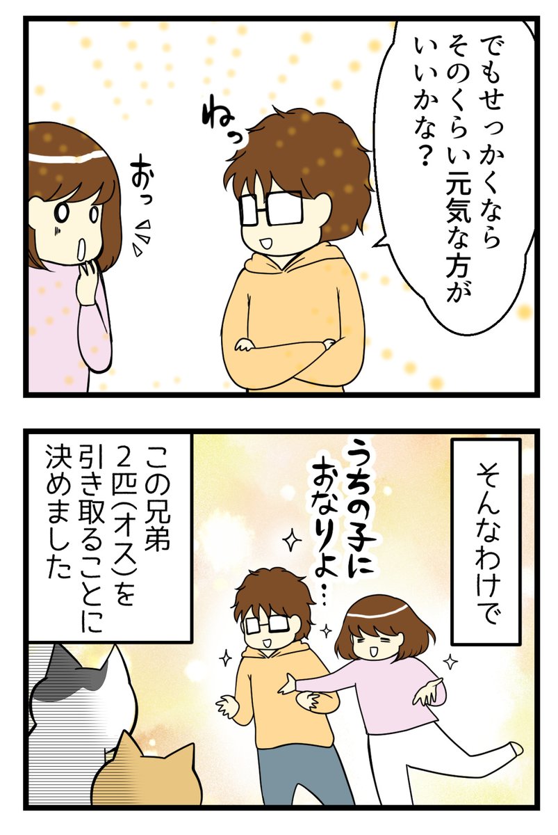 猫探し編⑧-うちの子におなりよ #漫画が読めるハッシュタグ #保護猫さんと暮らす #猫のいる生活

施設のスタッフさんが一言添えるほどの元気っぷり 