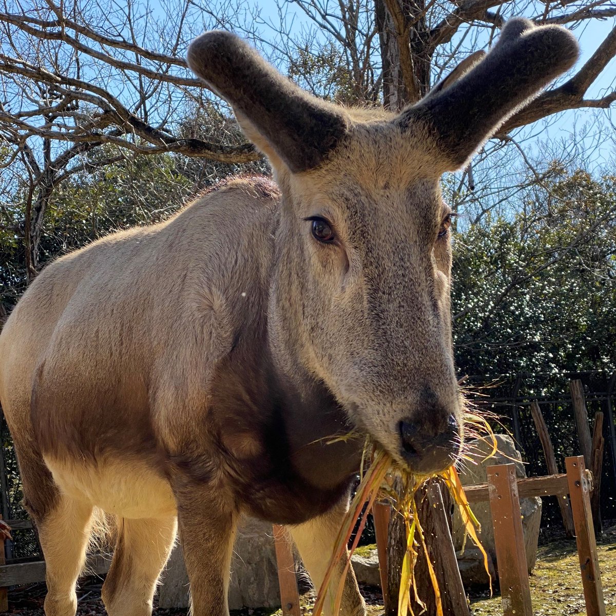 落角から34日目 シフゾウ の アスカ は今日も元気 角の長さは17cmほどになりました だいたい2日で1cmくらいの速さで伸びています 21 02 06 安佐北区の動植物園 水族館 広島市安佐動物公園 まいにちを豊かに りっち